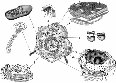 Строение эукариотической растительной клетки