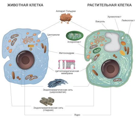 Органоиды клетки рисунок 10 класс