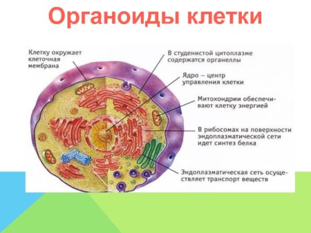 Схема органелл растительной клетки строение