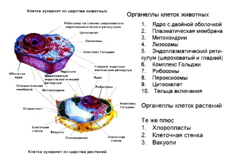 Строение органелл животной клетки