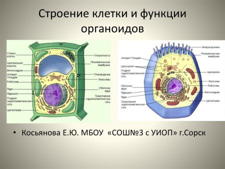 Основные органеллы эукариотической клетки