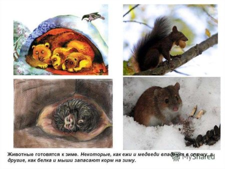 Звери готовятся к зиме