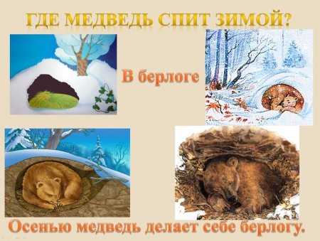 Медведь спит зимой