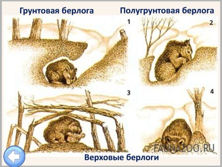 Медведь в спячке в берлоге