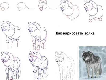 Пошагово для начинающих волк