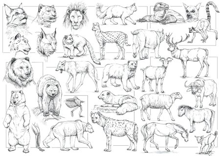Скетчи животных