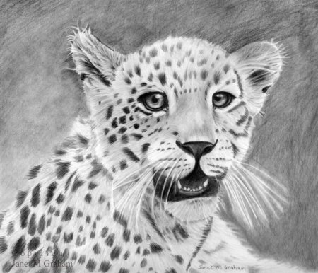 Красивые животные для рисования