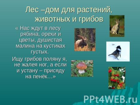 Лес дом для растений животных грибов