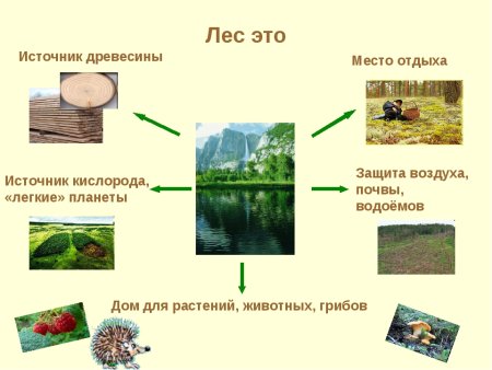 Лес источник древесины