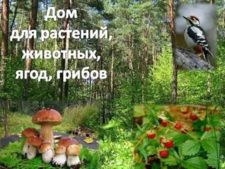 Дом для растений животных грибов