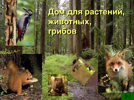 Животные и растения леса