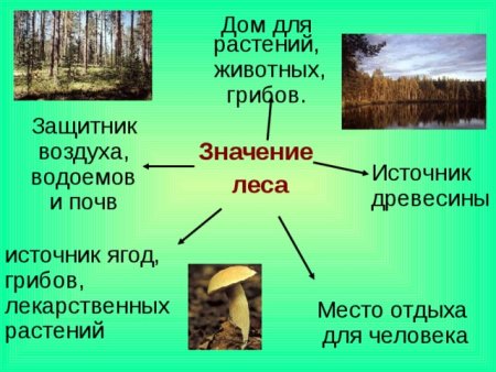 Лес защитник водоемов и почв