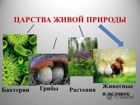 Царства природы презентация