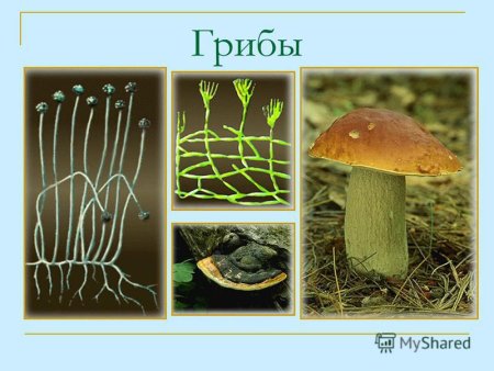 Четвертый лишний грибы