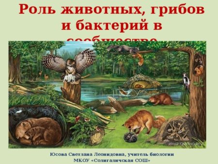 Природное сообщество леса