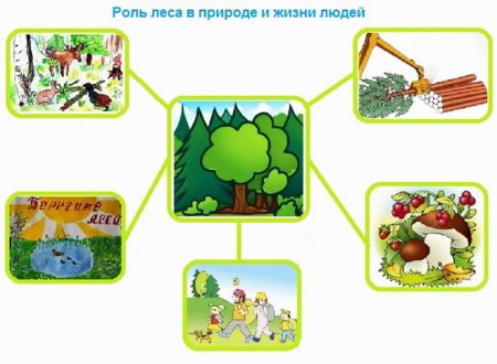Иллюстрации по биологии