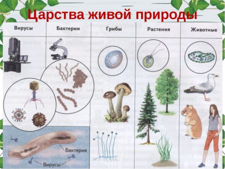 Бактерии грибы растения животные