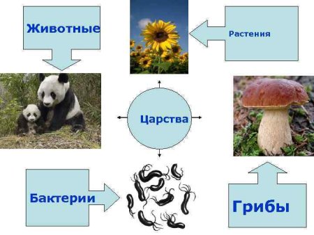 Проект Лесные опасности