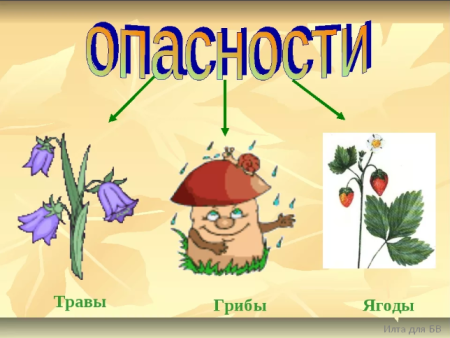 Тема грибы