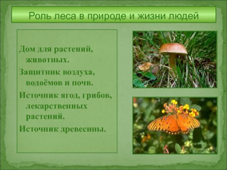Гриб Лисичка раскраска