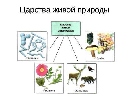 Рисование для детей лес