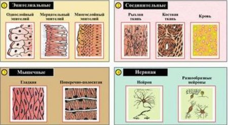 Строение различных тканей и клеток животных