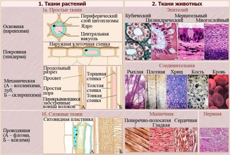 Ткани растений и животных 5 класс биология