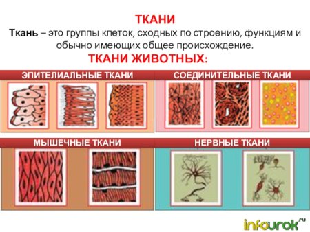 Ткани животных строение и функции