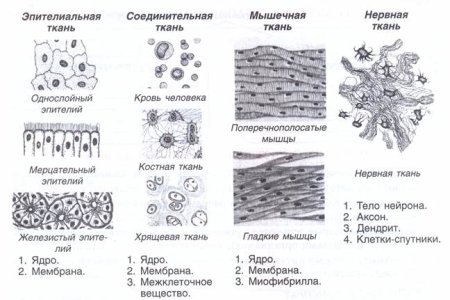 Строение эпителиальной клетки схема