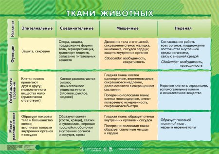 Ткани животных 5 класс биология таблица