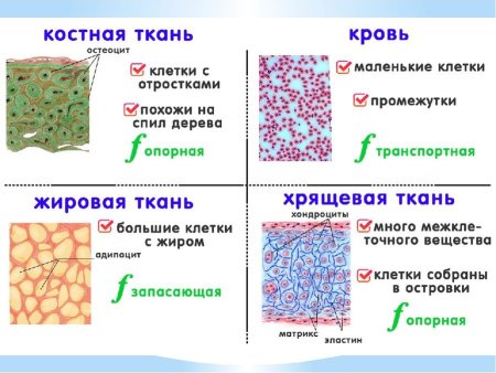Типы тканей эпителиальная соединительная