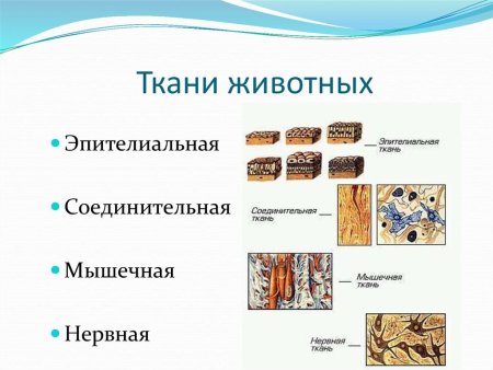 Ткани животных эпителиальная мышечная нервная