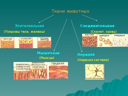 Строение соединительной ткани животных таблица