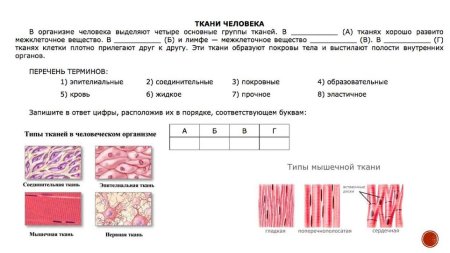 Ткани человека человека ОГЭ биология