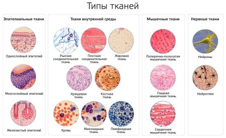 Схема основных типов тканей животного организма