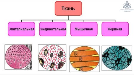 Основные типы тканей в организме человека