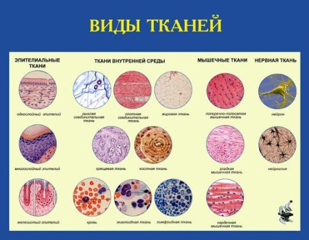 Таблицы типы тканей соединительная мышечная нервная эпителиальная