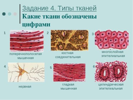 Типы тканей анатомия