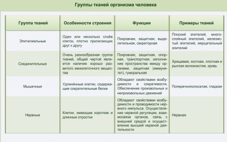 Название ткани строение функции таблица