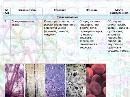 Ткани животных строение и функции