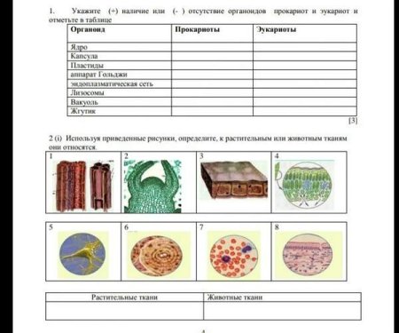 Растительные и животные ткани таблица