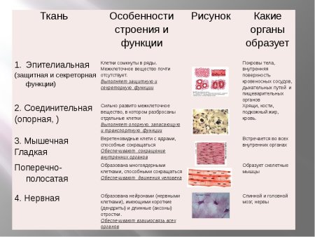 Эпителиальная ткань строение и функции таблица