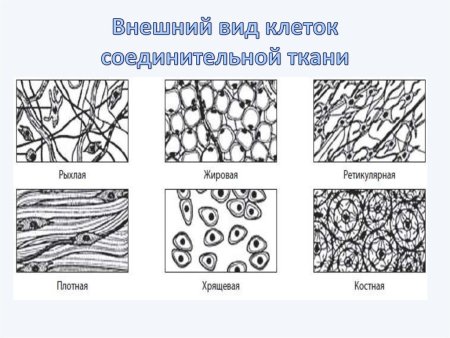 Типы строение соединительной ткани