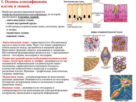 Строение тканей человека анатомия