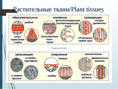 Таблица образовательная ткань растения 6 класс биология