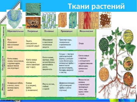 Биология 6 кл таблица о ткани растений