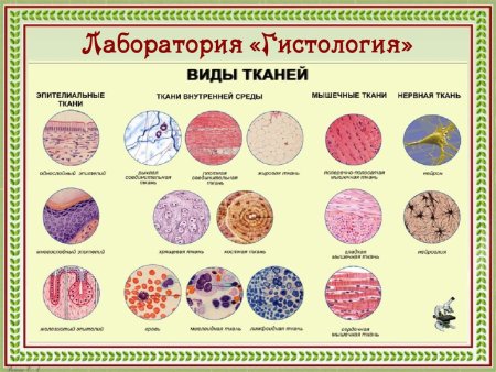 Типы тканей гистология