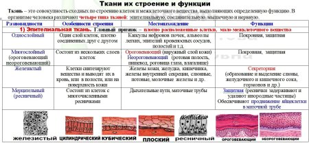Эпителиальная ткань строение и функции таблица