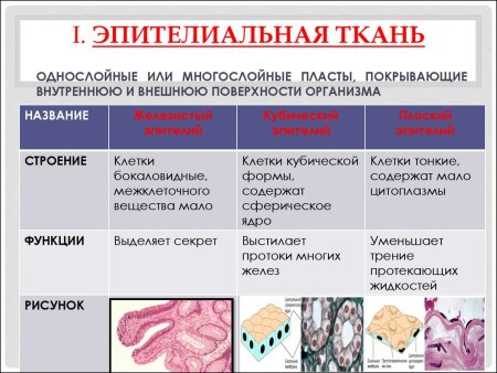 Эпителиальная ткань функции таблица