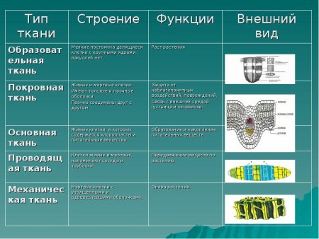 Биология 5 класс ткани растений функция и строение